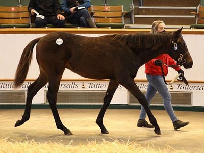 TATTERSALLS DECEMBER FOAL SALE CONCLUDES Image 2